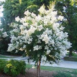 Natchez Crape Myrtle - White Flowering Tree - Live Plant Shipped 1 Foot Tall in Gallon Container by DAS Farms