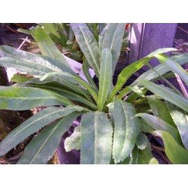 Recao, Culantro, Cilantro ancho, Mexican coriander (Eryngium foetidum) Herb. 200+ Qty Seeds Pack by Culantro (Ngo Gai)