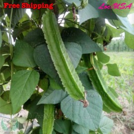 Treevale WINGED BEAN SEEDS, ĐẬU RỒNG, DARA DHAM BALA manila GOA, DRAGON BEAN SEEDS - 10 seeds NO Tracking