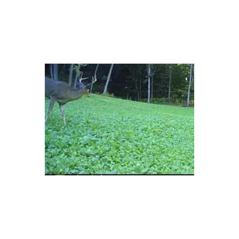 Feeders Outdoors 10lbs JUMBO LADINO WHITE CLOVER Seed For Deer