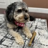SPOT Bam-Bones Bone - Made with Strong Bamboo Fiber, Durable