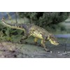 Safari Ltd. Postosuchus Figurine - Detailed 7.5" Prehistoric Figure -