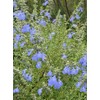Perennial Farm Salvia Azurea (Blue Sage) – Live Perennial in