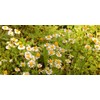 CEMEHA SEEDS - Seeds German Chamomile Perennial Herbs for Planting