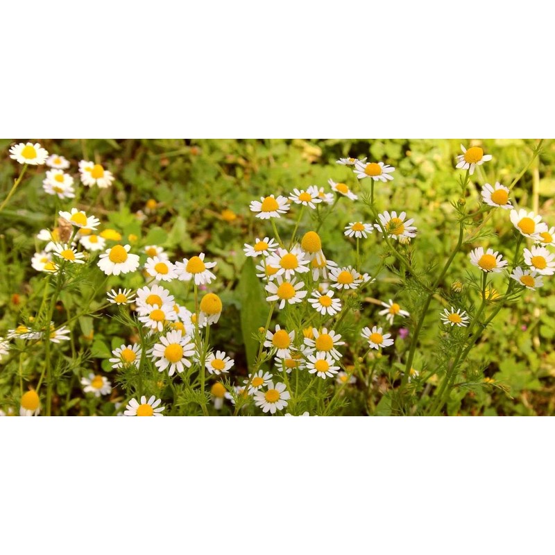 CEMEHA SEEDS - Seeds German Chamomile Perennial Herbs for Planting