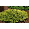 Lime Glow Juniper | 1 Live 4 Inch Pot |