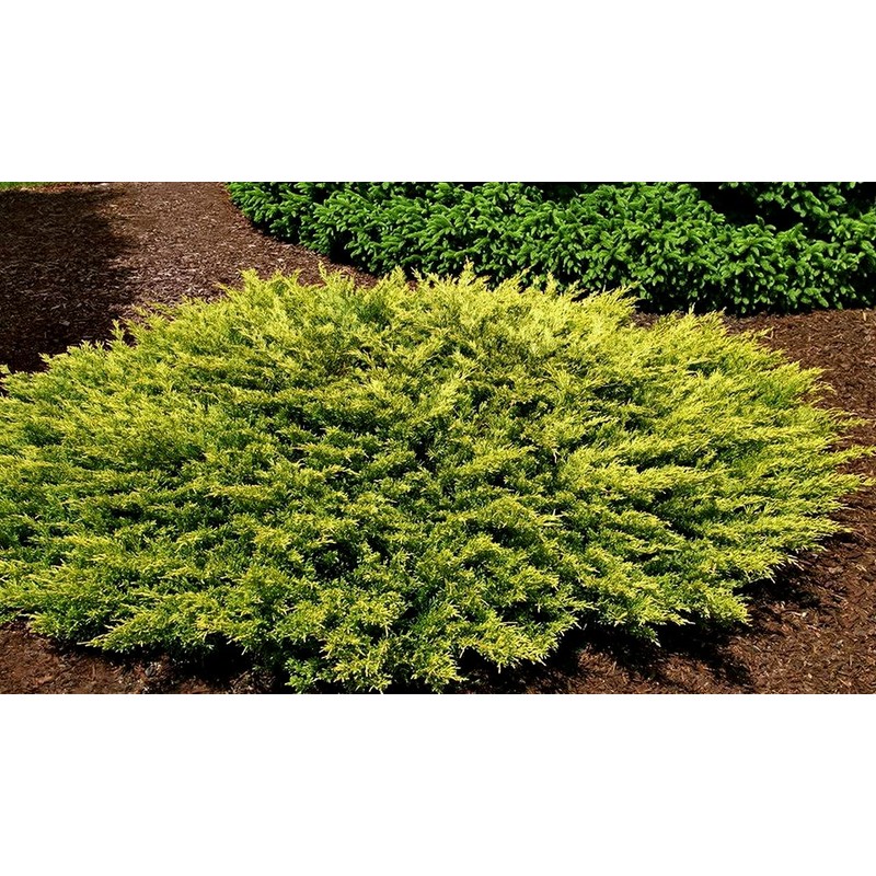 Lime Glow Juniper | 1 Live 4 Inch Pot |