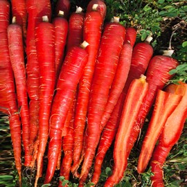 TomorrowSeeds - Kintoki Red Carrot Seeds - 1500+ Count - for 2025 Planting Noir Galaxy Obsidian Cosmic Dark Purple Non-GMO Heirloom Garden Vegetable Carrots Grow Your Own Home Farm Patio Healthy