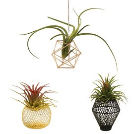 ROJAX Pack of 3 Air Plant Metal Stand, Black, Rose Gold, Indoor/Outdoor, 3 in H x 5 in W x 5 in D