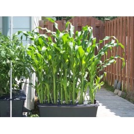 Mai's Family 100 Organic Sticky Waxy Sweet White Corn Bap Nep Nu
