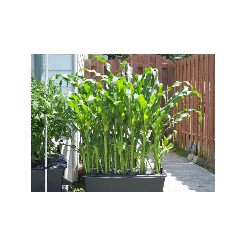 Mai's Family 100 Organic Sticky Waxy Sweet White Corn Bap
