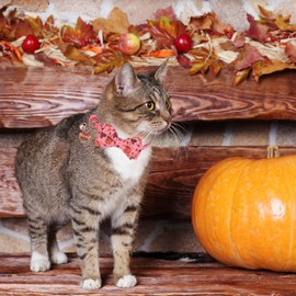 PTDECOR Thanksgiving Cat Collar Breakaway with Bow Tie Bell, Turkeys and Pumpkins Pattern Cat Bandana Collar, Thanksgiving Cat Bowtie Collars for Cats Kittens (Thanksgiving)