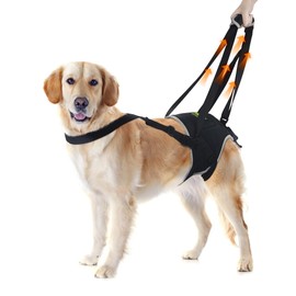 Dog Lift Harness for Extra Large Dogs, Harness with Handle for Lifting, Dog Back Leg Support for Weak Hind Legs to Prevent Dogs from Falling, Breathable and Comfortable, Easy to Wear- XL