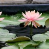 Water Lily for Freshwater Aquariums