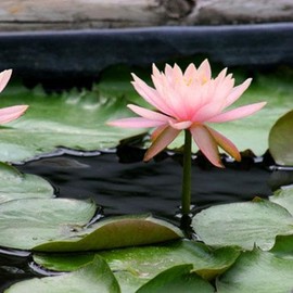 Water Lily for Freshwater Aquariums