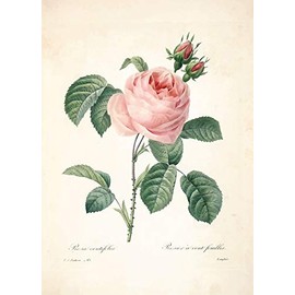 Magnet Choix-des-Plus-Belles-Fleurs-et-des-Plus-Beaux-Fruits-Pierre-Joseph-RedouteÌ-1833-090_jpg Beautiful Flowers Finest Fruits Car Magnetic Vinyl Bumper Sticker 5'' x 4''