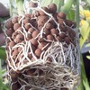 Pulovin 5 lbs LECA Clay Pebbles for Plants, 4-16mm LECA