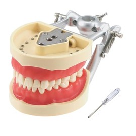 Modelo de dientes tipodonto dental, con 32 piezas de dientes removibles compatibles con Kilgore Nissin 200 tipo para enseñanza, práctica y estudio