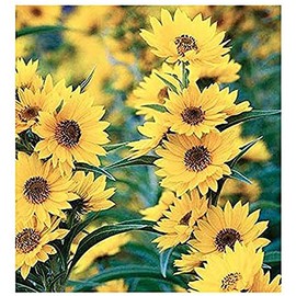 Maximilian Sunflower Seeds - Attracts Bees and Butterflies - Perennial Sunflower Native to North America, Approximtely 600 Seeds