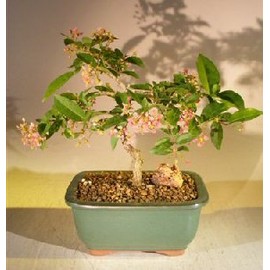 Dwarf Cherry Barbados Bonsai Tree - Medium Flowering Weeping Plant 7inch Tall 7 Years Grow Blossom Live Plants w/ Mica Pot Japanese Indoor for Planting, Old, (c1272)