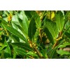 Fresh Twenty, Fresh Pick Organic Bay Leaves Leaf, Laurus Herb