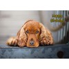 Cocker Spaniel Dog Birthday Card
