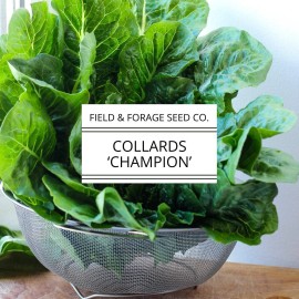 Field and Forage Seed Co. Collard 'Champion' | Brassica oleracea | Heirloom | Non-GMO | 100 Seeds