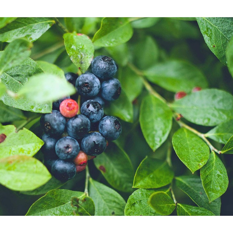 Blueberry Plant - BLUERAY - Extra-Large Fruits, Excellent Flavor and