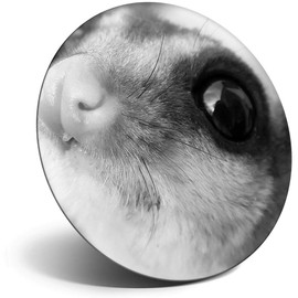 Destination Vinyl ltd Magnet for Refrigerator, Fridge BW - Cute Flying Squirrel Face for Office, Cabinet and Whiteboard, Magnetic Stickers, 39085