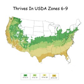 1 Gallon Proven Winners Red Tip Camellia Shrub