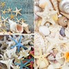 TaoQ C 24 PCS Starfish, Mixed Starfish 1" to 2"