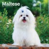 Maltese | 2025 12 x 24 Inch Monthly Square Wall