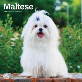 Maltese | 2025 12 x 24 Inch Monthly Square Wall Calendar | BrownTrout | Animals Small Dog Breeds