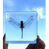 Dragonfly Paperweights Specimen for Science Education Paperweight for Book for