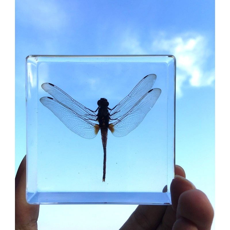 Dragonfly Paperweights Specimen for Science Education Paperweight for Book for