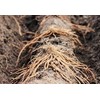 25 2nd Year Mary Washington Variety Asparagus Roots/Plants