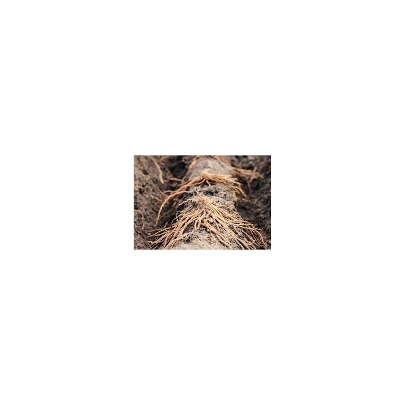 25 2nd Year Mary Washington Variety Asparagus Roots/Plants