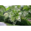 Tree White Fringe Tree/Shrub - 6-12" Tall Live Plant, Qt