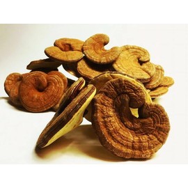 国産 奥三河 霊芝 (れいし レイシ）500ｇ (100g×5）