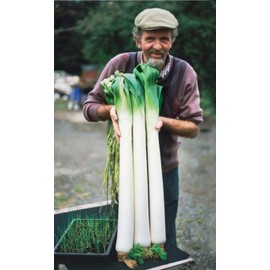 KIRA SEEDS - Seeds Leek Autumn Giant Onion - Heirloom Vegetable - GMO Free