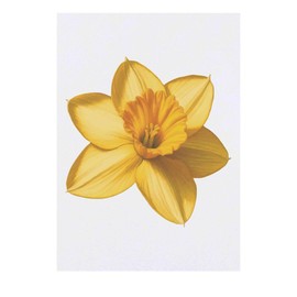 'Daffodil Flower' Temporary Tattoo - Water Resistant, Skin-Safe, Non-Toxic Transfer (TO00083529)