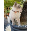 SuperBuddy Cat Collars Breakaway with Cute Bow Bell - 2