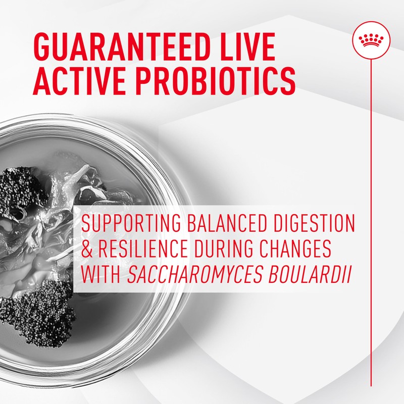 Royal Canin Probiotics for Cats Digestive and Immune Health Powder