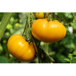 Southeast Seeds Kellogg's Breakfast Tomato Seeds, NON-GMO, Orange Beefsteak, Heirloom, FREE SHIP - 125 Seeds