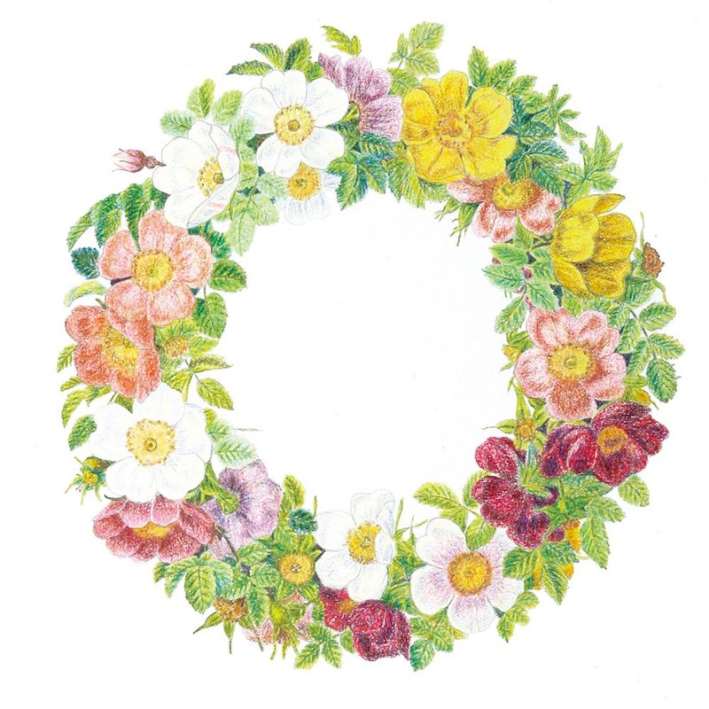 Sakura Craypas JFY Rose #144 Coupy Colored Pencils, Solid Color,