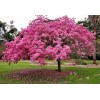 Seed-Top 60 Pink Tabebuia Rosea Seeds Trumpet Tree Handroanthus chrysotrichus