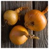 Everwilde Farms - 1 Lb Texas Early Grano Onion Seeds