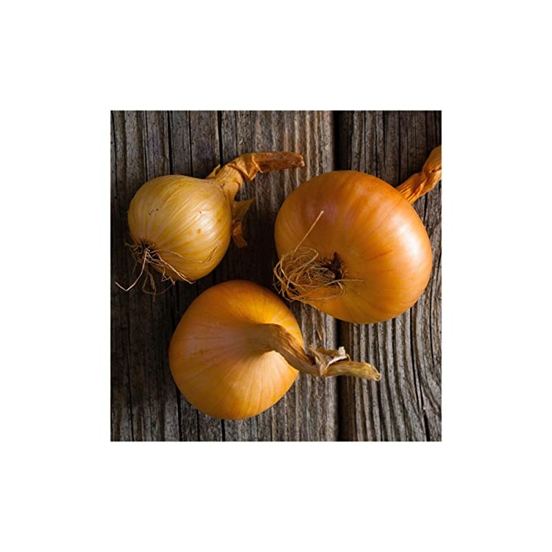 Everwilde Farms - 1 Lb Texas Early Grano Onion Seeds