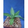 Crazy H Cactus Agave potatorum "Spawn" Starter Plants! FINALLY AVAILABLE!!