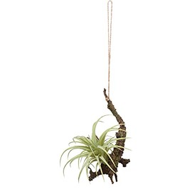 Posh Living Hanging Air Plants S 80915 Green 5.9 x 7.1 x 16.5 inches (15 x 18 x 42 cm)